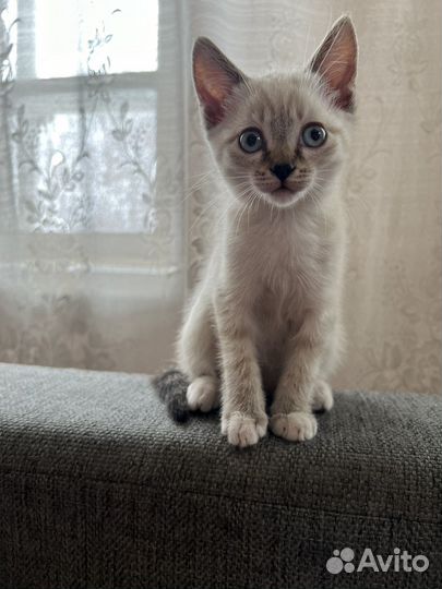 Кошка -кот в дар