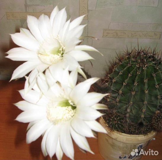 Алое лечебный