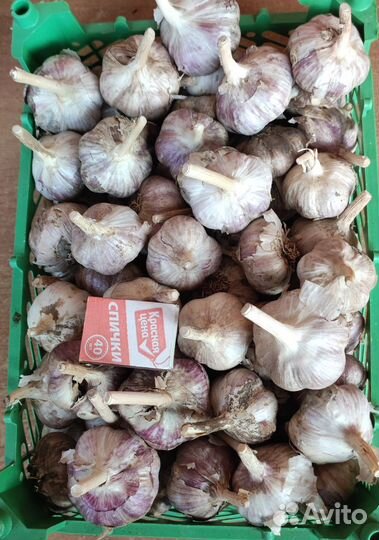 Огурцы, чеснок. Ягоды:крыжовник,смородина