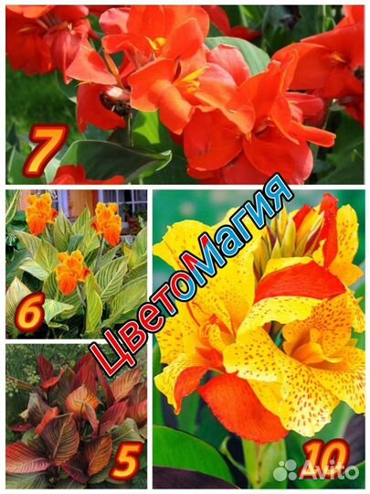 Канны сортовые Почтой/сдек