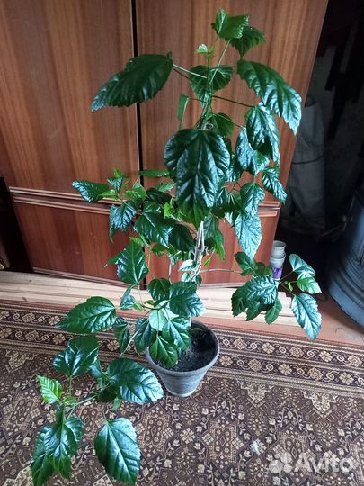 Китайские розы