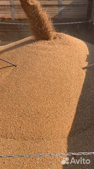 Ячмень,пшеница,овес