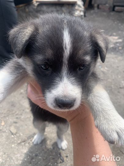 Мать Хаски, отец дворбультерьер