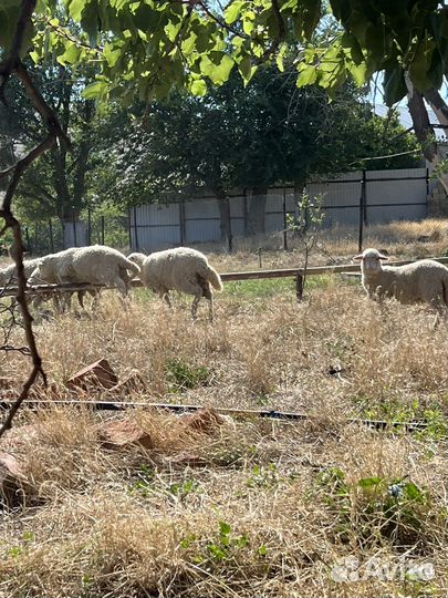 Овцы ягнята