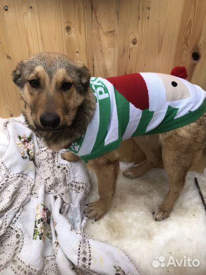 Отдам щенка девочку 8 мес