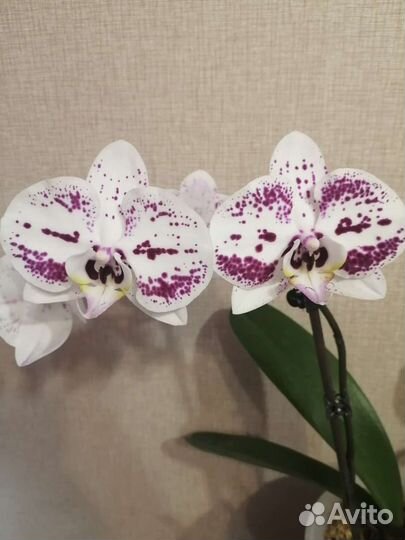 Орхидея фаленопсис