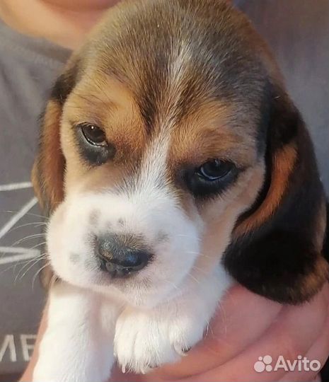 Щенок (бигль)