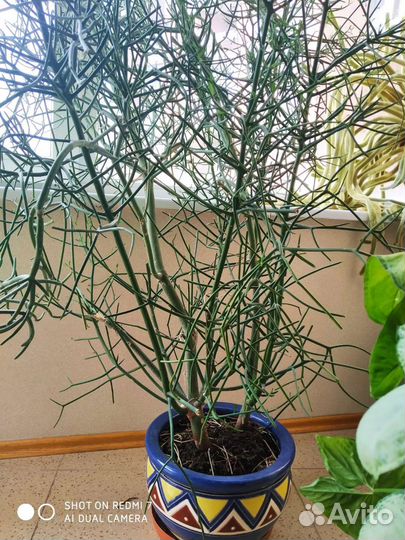 Кактусы и суккуленты