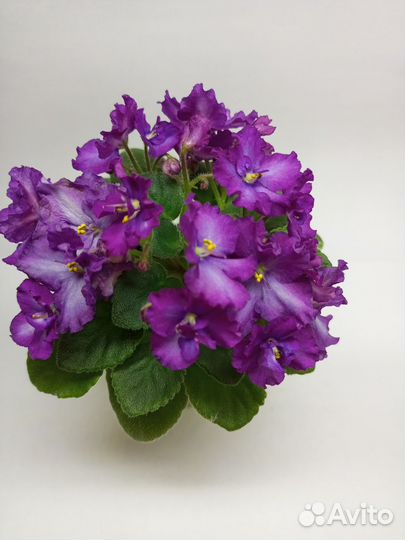 Мини фиалки