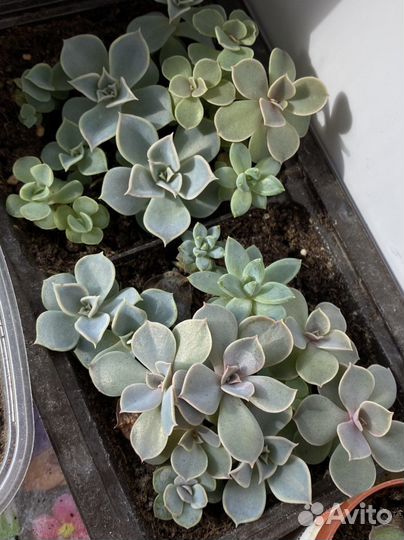 Суккуленты