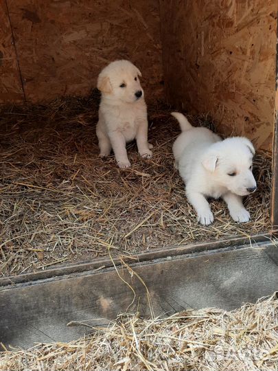 Щенки помесь белой овчарки
