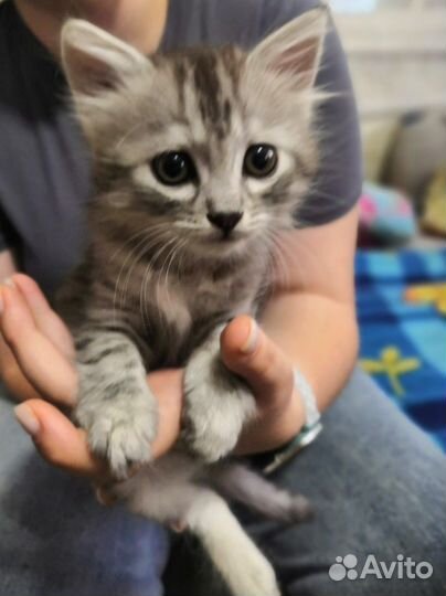 Очаровашка