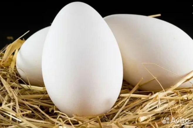 Яйца гусиное инкубационное