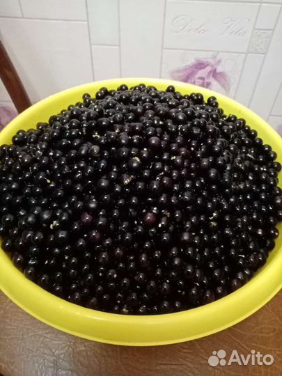 Паслён вкус детства