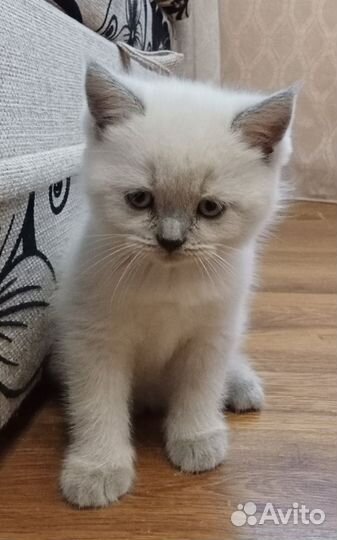 Шотландская