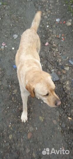 Найдена собака