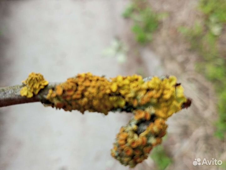 Палочки с лишайником