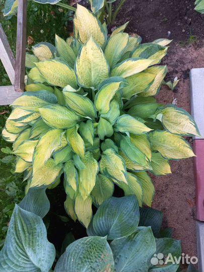 Хоста растение