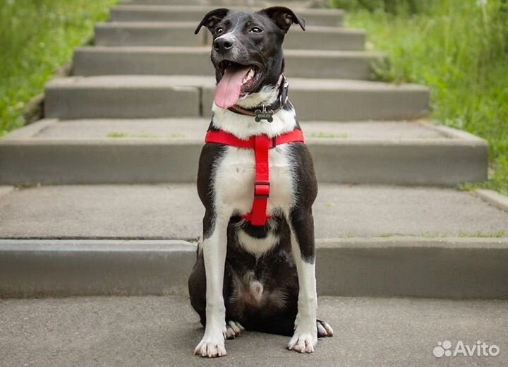 Собака Дюк в добрые руки