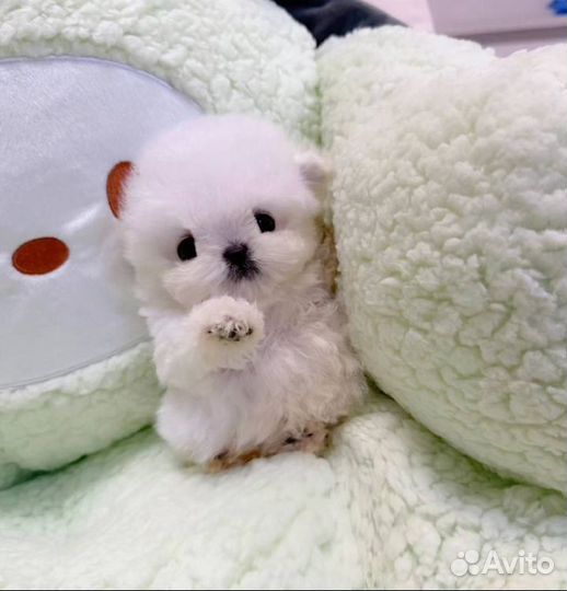 Бишон фризе