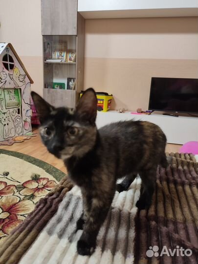 Отдам котенка девочку 4 месяца трёхцветная