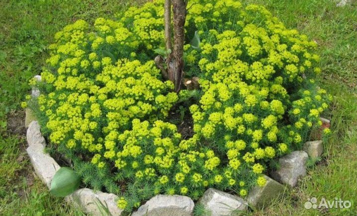 Почвопокровные растения