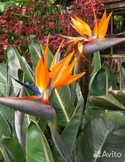 Стрелиция королевская семена