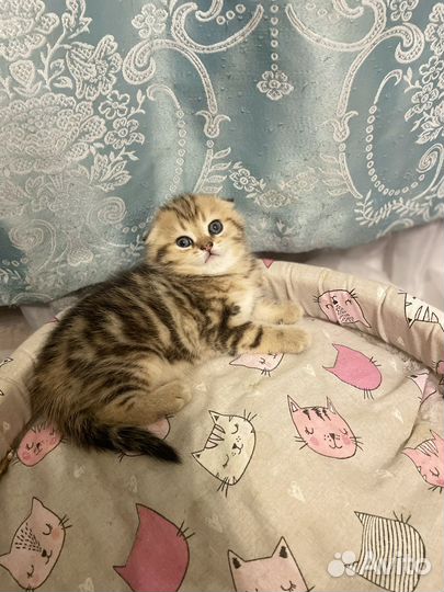 Шотландский мальчик +кот на вязку