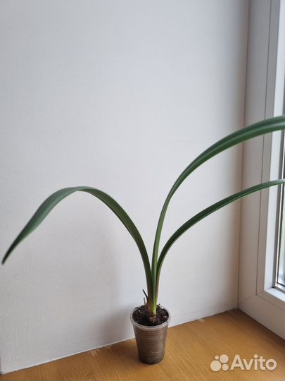 Гиппиаструм