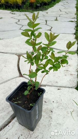 Жимолость в ассортименте, Бакчарский великан