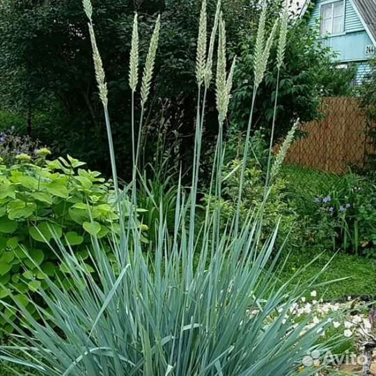 Элимус песчаный