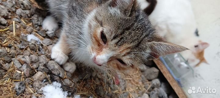 Котёнок девочка в добрые руки