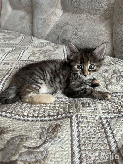 Котята
