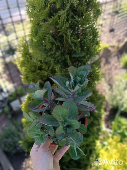 Цветы многолетники