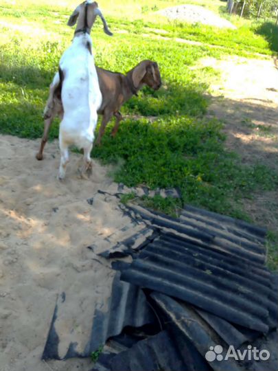 Козлик и козочка Каморинубы