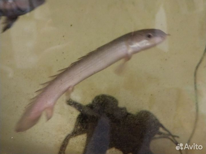 Полиптерус сенегальский