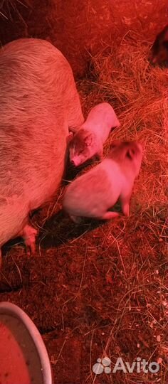 Вьетнамские поросята