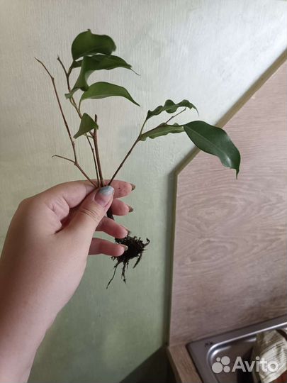 Фикус бенджамина