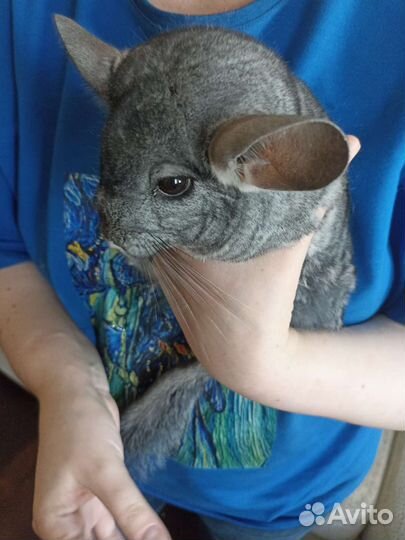 Отдаём шиншиллу в хорошие руки