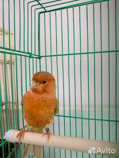 Кенара и канарейки