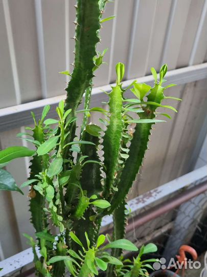 Молочай кактус высота 140 см