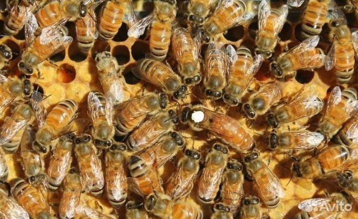 Пакеты пчелы бакфаст