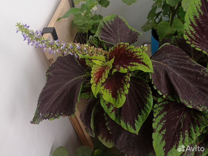 Колеусы сортовые