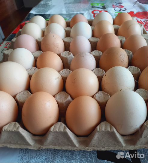 Домашние куриные яйца