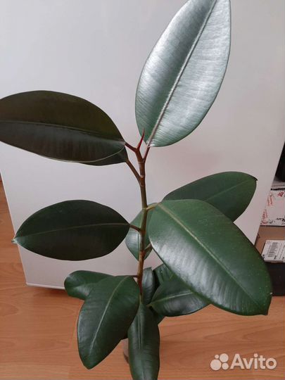 Фикус эластика Робуста