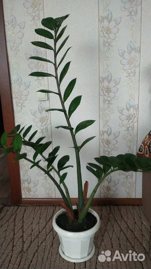 Замиокулькас долларовое дерево