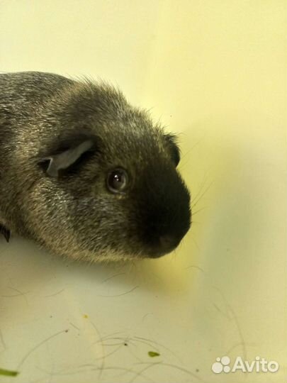 Морская свинка