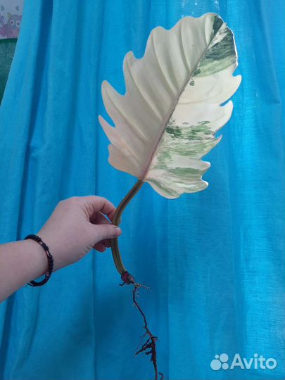 Филодендрон карамель марбл вар