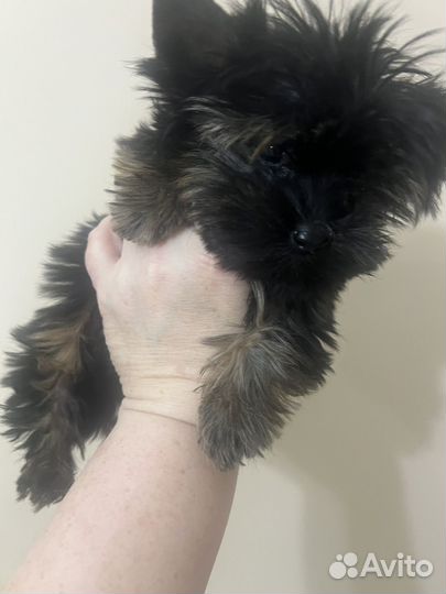 Щенки Йорка