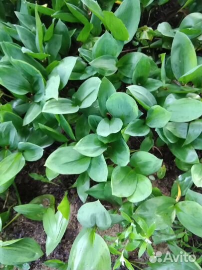 Барвинок, ландыш, девясил, анемона, сныть